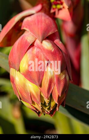 BESCHORNERIA Yuccoides Blütenstiel gerade Vorbereitung, um Blumen zu zeigen Stockfoto