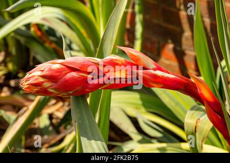 BESCHORNERIA Yuccoides Blütenstiel gerade Vorbereitung, um Blumen zu zeigen Stockfoto