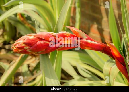 BESCHORNERIA Yuccoides Blütenstiel gerade Vorbereitung, um Blumen zu zeigen Stockfoto