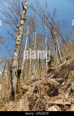 Hohe Bäume, die sich über einen steilen Berghang erheben, tief im Wald des Nationalparks Risnjak, Kroatien, in der Frühfrühlingszeit Stockfoto