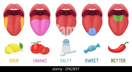Cartoon menschliche Geschmacksbereiche. Zunge Geschmacksrezeptoren, sauer, süß, bitter, salzig und Umami Geschmack. Vektorgrafik für Geschmackszonen der menschlichen Zunge Stock Vektor