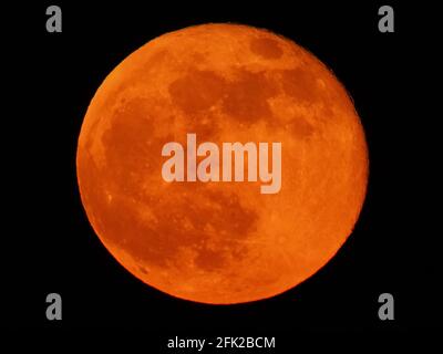 Minster on Sea, Kent, Großbritannien. April 2021. UK Wetter: Der rosafarbene Vollmond, der über den Klippen in Minster on Sea, Kent aufsteigt, hat eine spektakuläre orange Farbe. Kredit: James Bell/Alamy Live Nachrichten Stockfoto