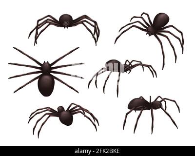 Insekten realistisch. Spider Danger Gift Horror giftige schwarze Symbole Vektor-Set Stock Vektor