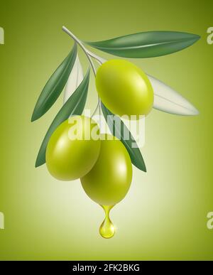 Olivtropfen. Natürlicher Zweig mit Spritzern von transparentem Öl Vektor closeup Drop Vektor realistische griechische Olivenöl Lebensmittel Stock Vektor