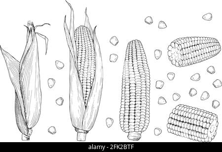 Maisskizze. Süße botanische Pflanze. Isolierte gesunde alte Hühneraugen, handgezeichnete Koben und Körner. Vektorgrafik Landwirtschaft und Ernte Stock Vektor