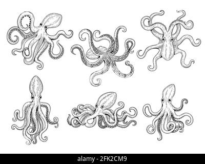 Oktopus Im Vintage Stil Handgezeichneter Tintenfisch Graviert Meerestier Radierung Oktopus Vektor Illustration Tintenfisch Krake Tier Meeresfruchten Stock Vektorgrafik Alamy