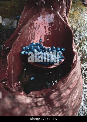 Schöne Anordnung von Traubenhyazinthe Blumen mit Wasser Stockfoto