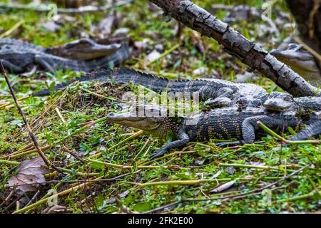 Gruppe von kleinen Baby-Alligatoren auf dem Gras ruhen bei Tag Stockfoto