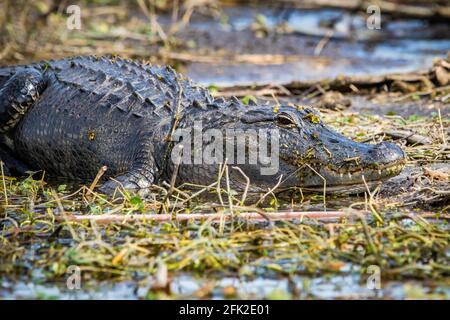 Großer Alligator, der allein unter der Sonne im Gras liegt Stockfoto