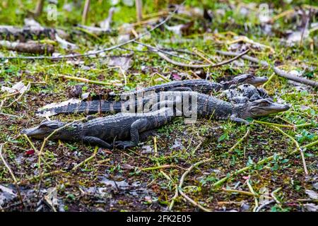 Gruppe von kleinen Baby-Alligatoren auf dem Gras ruhen bei Tag Stockfoto