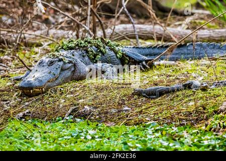 Mutter mit einer Gruppe kleiner Baby-Alligatoren, auf denen sie ruht Das Gras am Tag Stockfoto