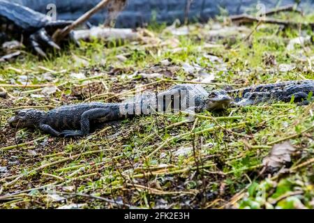 Gruppe von kleinen Baby-Alligatoren auf dem Gras ruhen bei Tag Stockfoto