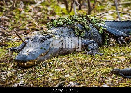 Mutter mit einer Gruppe kleiner Baby-Alligatoren, auf denen sie ruht Das Gras am Tag Stockfoto