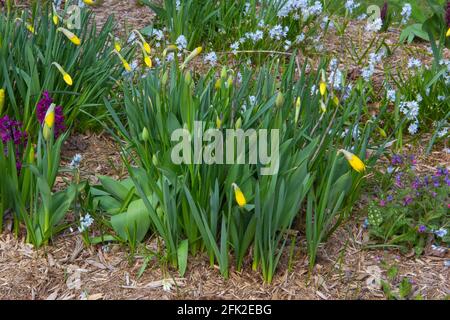 Frühling-Blumenbeet Stockfoto