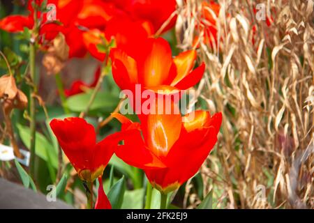 Helle Frühlingsblumen Stockfoto