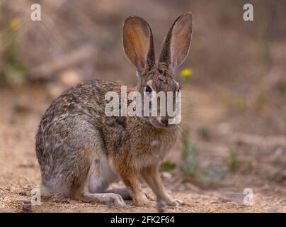 Wildkaninchen Stockfoto