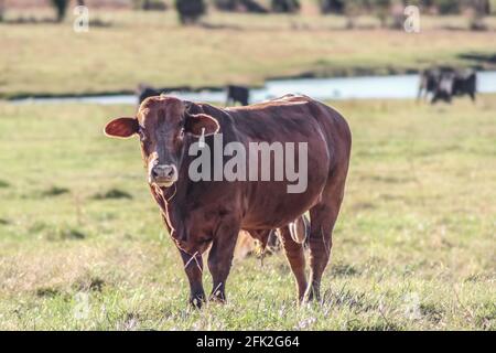 Junger roter Bulle auf der Weide mit Gras im Mund Und Teich und Vieh verschwimmen in der Ferne hinter ihm Stockfoto