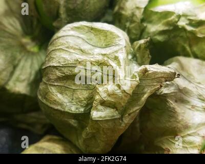 Tomatillo mexikanische Husktomate Physalis oder philadelphica Stockfoto