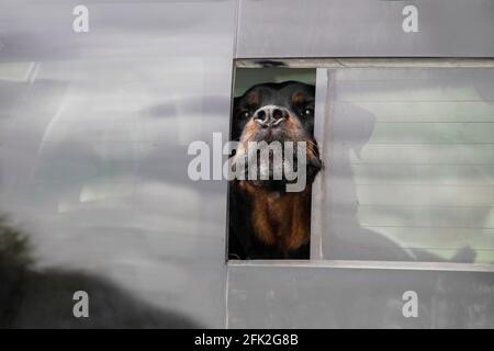 Sehr gemein aussehender Hund klebt Nase und so viel Kopf Möglichst aus einer kleinen Öffnung im Fahrzeugrückseite Fenster - Nahaufnahme Stockfoto