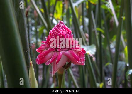 Eine einzelne gesunde Fackel Ingwer oder rote Ingwerlilie Blume isoliert zwischen grünen Blättern und Zweigen im Blumenwald von Barbados. Rosa, lebendig, gesund. Stockfoto