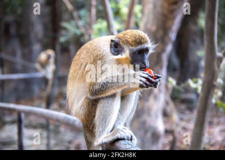 Ein jugendlicher grüner Affe, der auf einem Geländer sitzt und Obst, eine reife Scheibe frischer Wassermelone, auf Barbados isst, weicher Fokus. Stockfoto