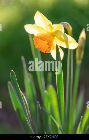 Ein gelber Narziß im Garten im Hintergrund. Stockfoto
