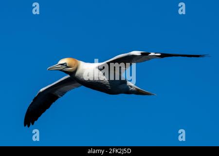 25. April 2021. RSPB Troup Head, Gardenstown, Aberdeenshire, Schottland, Großbritannien. Dies ist Gannet fliegen an den Klippen in RSPB Troup Head Aussichtspunkt auf einem sonnigen Stockfoto