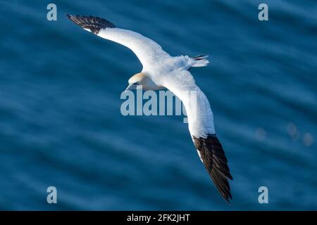 25. April 2021. RSPB Troup Head, Gardenstown, Aberdeenshire, Schottland, Großbritannien. Dies ist Gannet fliegen an den Klippen in RSPB Troup Head Aussichtspunkt auf einem sonnigen Stockfoto