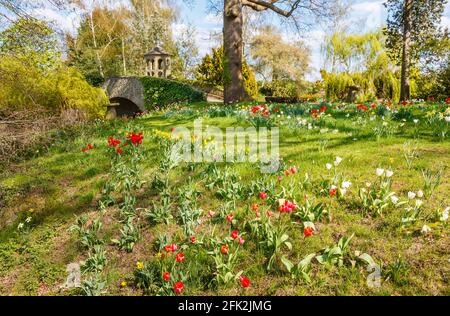 Bunte Tulpen und Narzissen, Torheit und Steinbrücke beim Frühlingsfest im Dunsborough Park, Ripley, Surrey, Südostengland im April Stockfoto