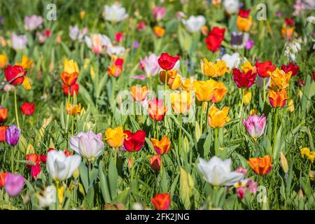 Nahaufnahme der bunten, bunten Tulpen beim Frühlingsfest im Dunsborough Park, Ripley, Surrey, Südostengland im April Stockfoto