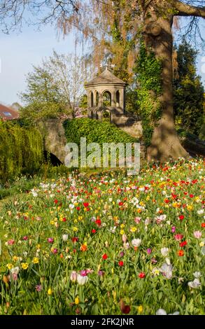 Bunte Tulpen, Torheit und Steinbrücke während des Frühlingsfestes im Dunsborough Park, Ripley, Surrey, Südostengland im April Stockfoto