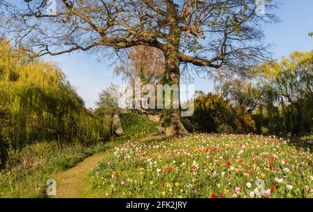 Spring Tulip Festival im Dunsborough Park, Ripley, Surrey, Südostengland im April Stockfoto