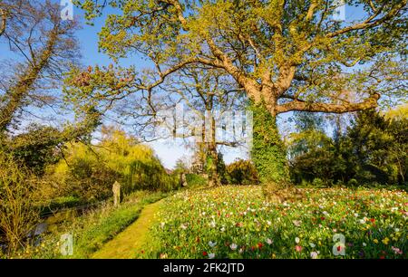 Bunte Tulpen, Torheit und Steinbrücke während des Frühlingsfestes im Dunsborough Park, Ripley, Surrey, Südostengland im April Stockfoto