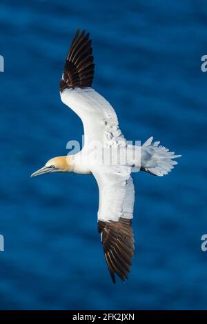 25. April 2021. RSPB Troup Head, Gardenstown, Aberdeenshire, Schottland, Großbritannien. Dies ist Gannet fliegen an den Klippen in RSPB Troup Head Aussichtspunkt auf einem sonnigen Stockfoto