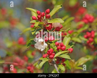 Schillernde weiße Blüten, die aus leuchtend roten Knospen der Frühlingsblüte eines ornamentalen Krabbenapfelbaums im Garten in Cumbria, England, hervorgehen Stockfoto