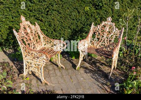 Ein Paar schäbige, schicke, dekorative, rostende, weiß lackierte Metallstühle im Garten im Dunsborough Park, Ripley, Surrey, Südostengland Stockfoto