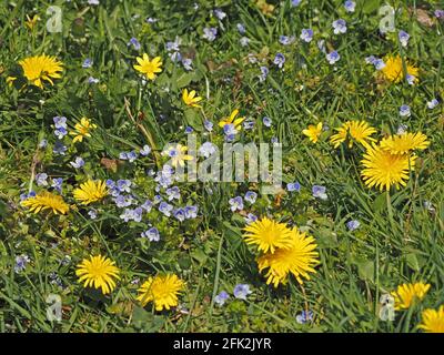 Leuchtend gelbe Blüten von Dandelion und Lesser Celandine stehen im Kontrast zu winzigen blauen Blüten von Speedwell am Straßenrand in Cumbria, England, Großbritannien Stockfoto