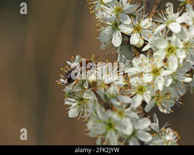 Early Mining Bee (Andrena haemorrhoe), die sich mit Nektar von weißen Heckenblüten von Blackthorn oder Sloe (Prunus spinosa) ernährt - Cumbria, England, Vereinigtes Königreich Stockfoto