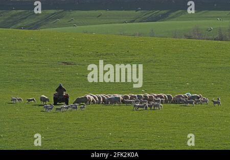 Landwirt auf dem Quad-Bike, umgeben von einer Herde weißer Schafe und Lämmer auf einem grünen Grasfeld mit entfernten Schafen am fernen Hang in Cumbria, England, Großbritannien Stockfoto