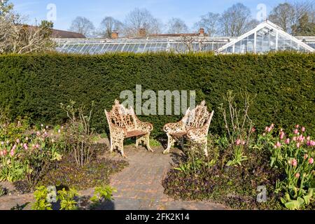 Ein Paar schäbige, schicke, dekorative, rostende, weiß lackierte Metallstühle im Garten im Dunsborough Park, Ripley, Surrey, Südostengland Stockfoto