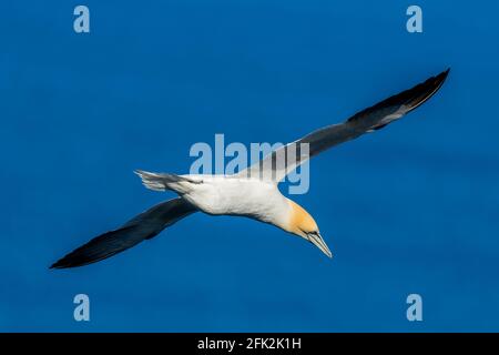 25. April 2021. RSPB Troup Head, Gardenstown, Aberdeenshire, Schottland, Großbritannien. Dies ist Gannet fliegen an den Klippen in RSPB Troup Head Aussichtspunkt auf einem sonnigen Stockfoto