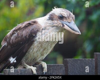 Australische Vögel, Kookaburra aus der Nähe, nasses, verschlungenes Aussehen, Dacelo novaeguineae, Hoffnung auf Nahrung, die auf einem Hinterhofzaun thront. Keine Lacher! Stockfoto