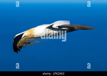 25. April 2021. RSPB Troup Head, Gardenstown, Aberdeenshire, Schottland, Großbritannien. Dies ist Gannet fliegen an den Klippen in RSPB Troup Head Aussichtspunkt auf einem sonnigen Stockfoto