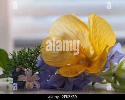 Eine Sammlung von hübschen zarten Blumen gelbe chinesische Laterne Blume seine Blütenblätter hinterleuchtete seine Blütenblätter fast transparent mit Blue plumbago Stockfoto