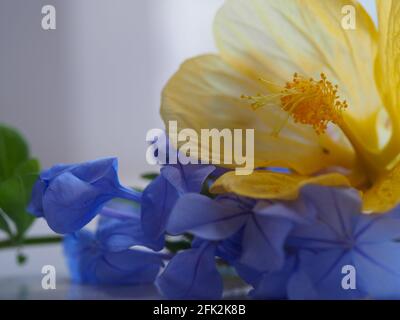Eine Sammlung von hübschen zarten Blumen, Blue Plumbago und Yellow Chinese Lantern Flower, auf einer Bank im Sonnenlicht Stockfoto