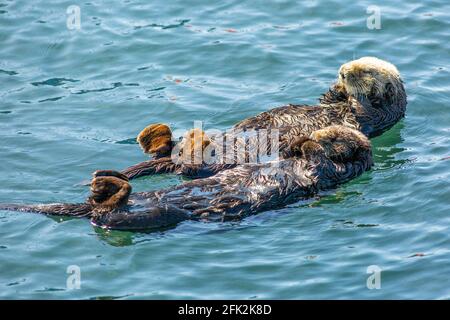 Kalifornische Seeotter, die ruhen, Enhyda Lutris Nerei, Morro Bay, Kalifornien Stockfoto