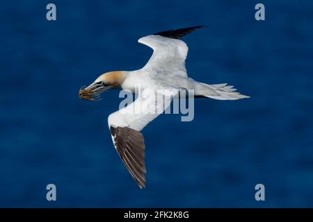 25. April 2021. RSPB Troup Head, Gardenstown, Aberdeenshire, Schottland, Großbritannien. Dies ist Gannet fliegen an den Klippen in RSPB Troup Head Aussichtspunkt auf einem sonnigen Stockfoto