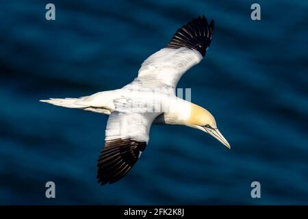 25. April 2021. RSPB Troup Head, Gardenstown, Aberdeenshire, Schottland, Großbritannien. Dies ist Gannet fliegen an den Klippen in RSPB Troup Head Aussichtspunkt auf einem sonnigen Stockfoto