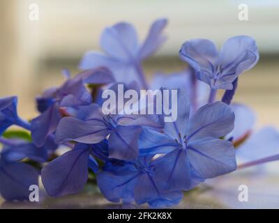 Blue Plumbago blüht aus nächster Nähe, hell und hübsch im Sonnenlicht Stockfoto