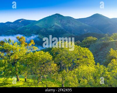 Luftaufnahme von blauen Eichen, die bei Sonnenaufgang die Hügel bedecken, Figueroa Mountain Area oberhalb des Santa Ynez Valley, Kalifornien Stockfoto